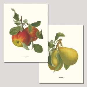 Posters med Äpplen och Päron från Gullers
