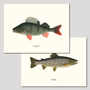 Posters med fiskar från Gullers Trading
