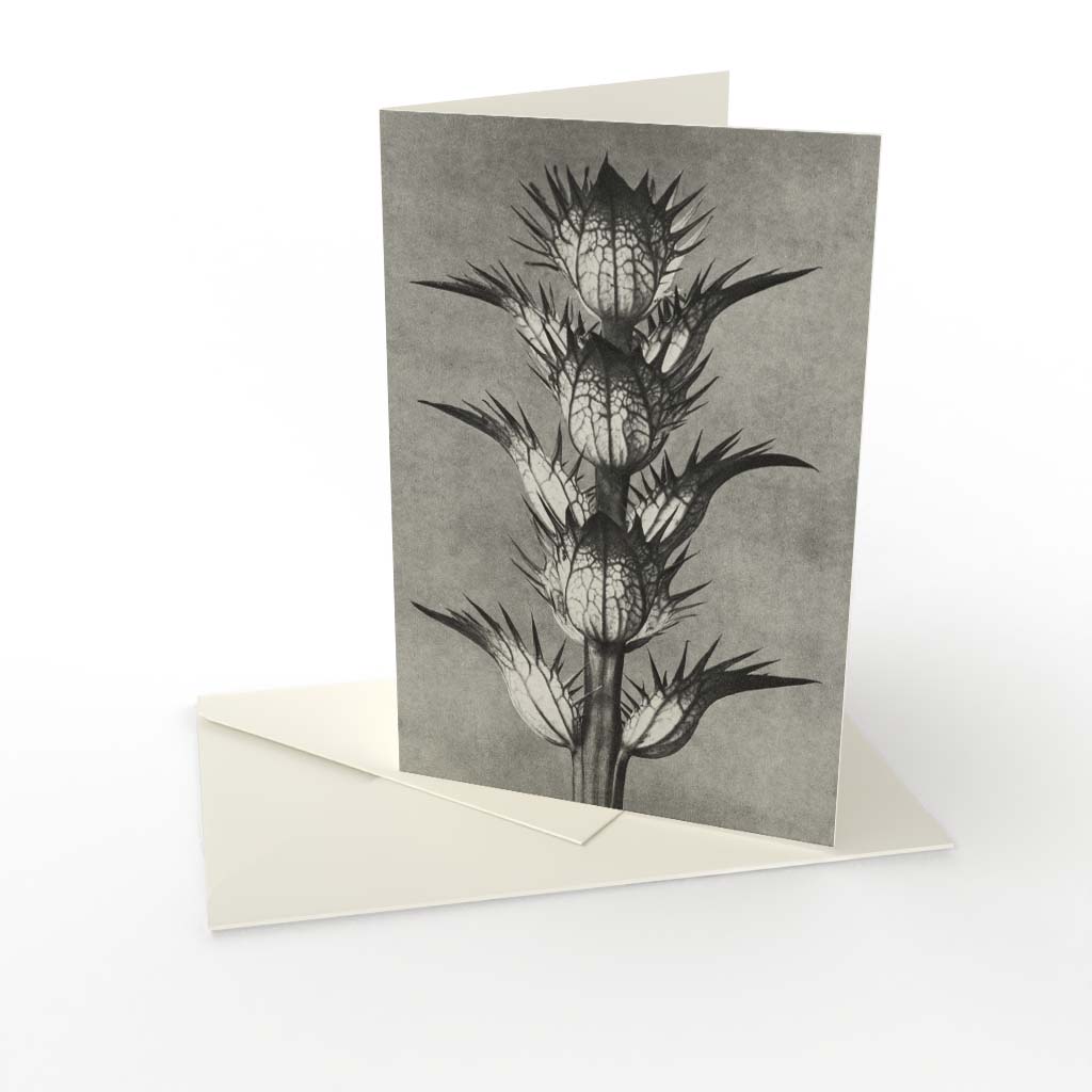 Kort vikt Karl Blossfeldt 4.jpg