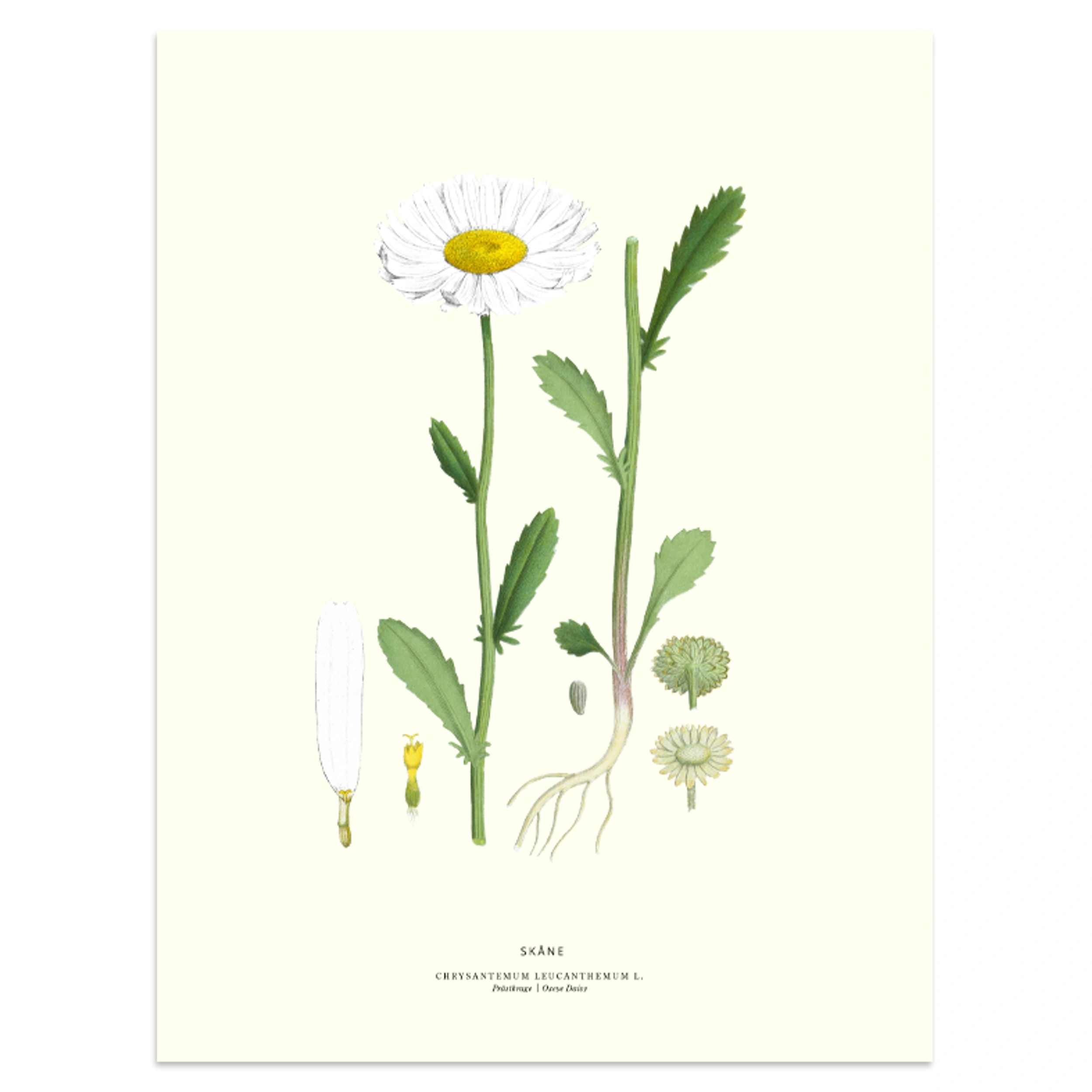 Poster 30x40 Skåne