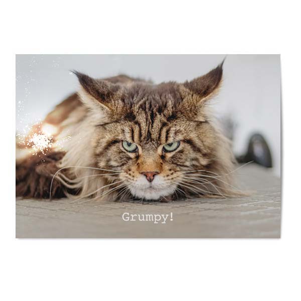 Vykort Grumpy cat.jpg