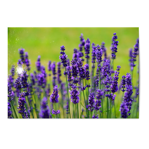 Vykort Lavendel.jpg