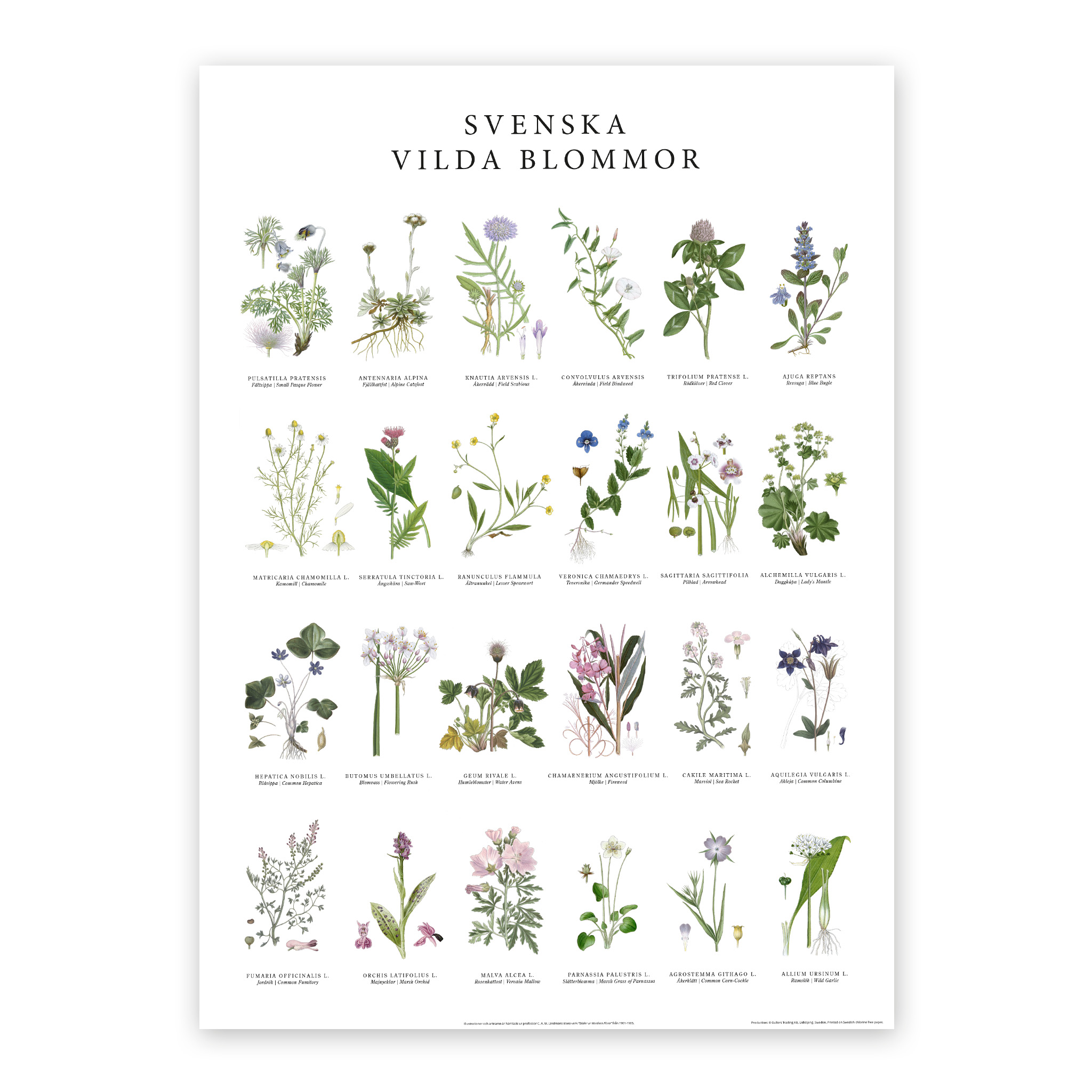 Poster-Vilda-blommor-50x70